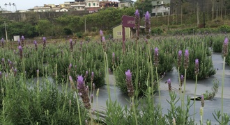 Small image